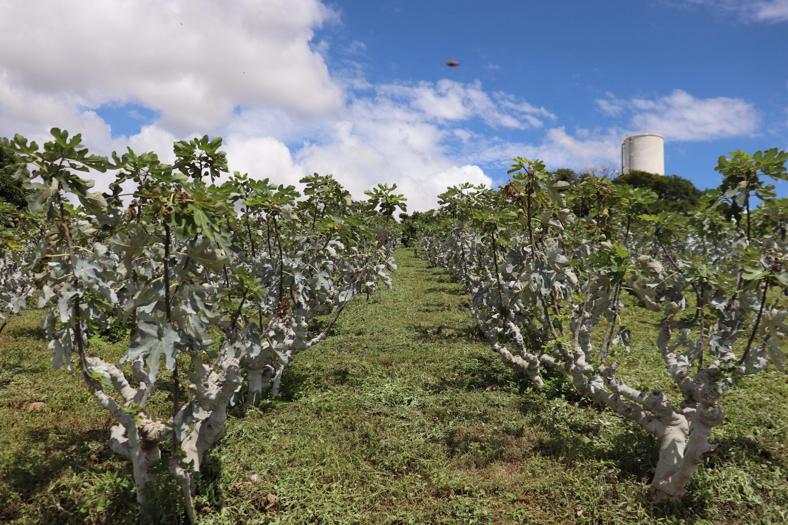 Plantação de figo em terras desmembradas da Fazenda Pinheiros. Fotografia de Bryan Gouveia. Local: Estrada do Jequitibá, em Valinhos-SP, 2024 [7].