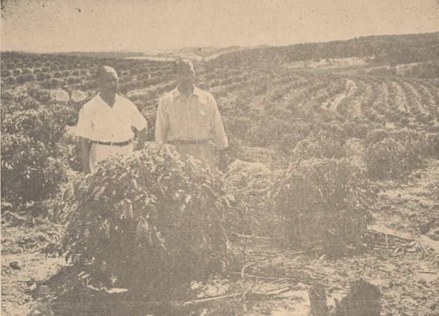 Cafeeiros da Fazenda “São Bento”, em Valinhos, plantados em curvas de nível e protegidos com cordões de contorno, de propriedade do sr. Antônio Bento Ferraz, que se vê na foto juntamente com o sr. João Pacheco e Chaves [12]. Publicação de José Alcindo Rittes, São Paulo, novembro de 1955 [12].